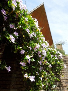 Thunbergia