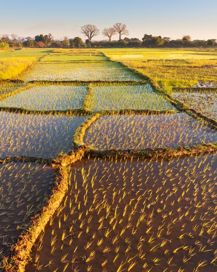 Rice paddies & Baobabs