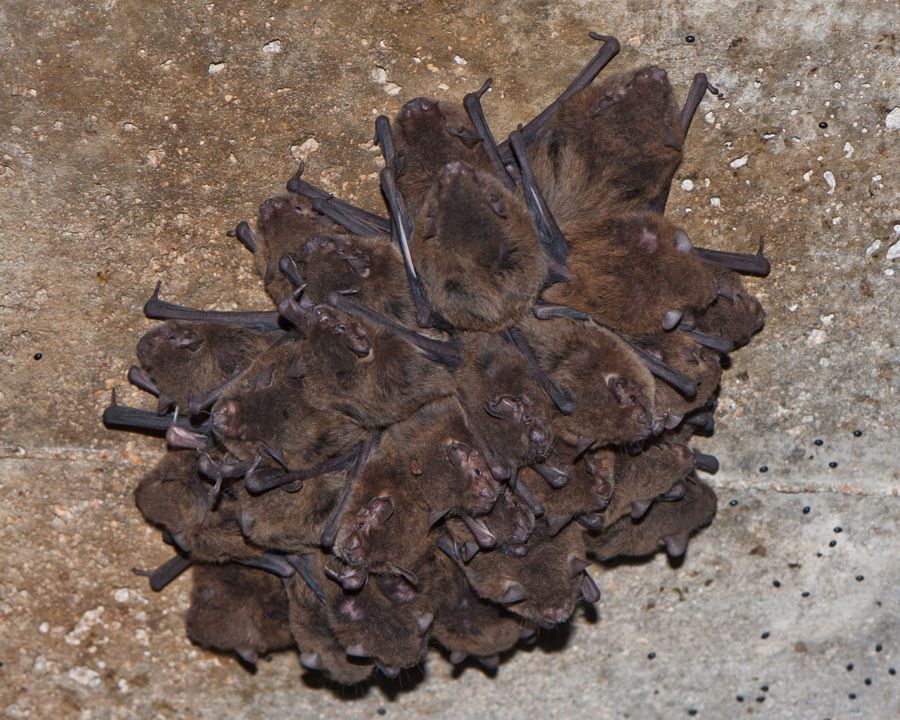 A clump of bats