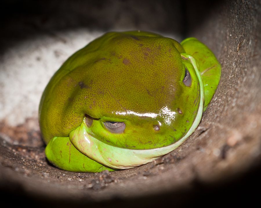 Tree frog on Magnetic Island