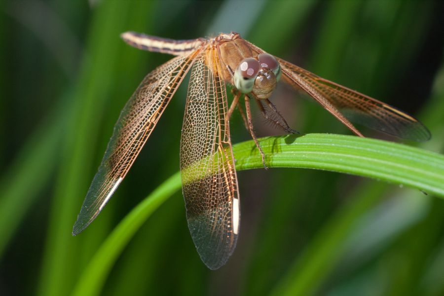 Dragon-fly