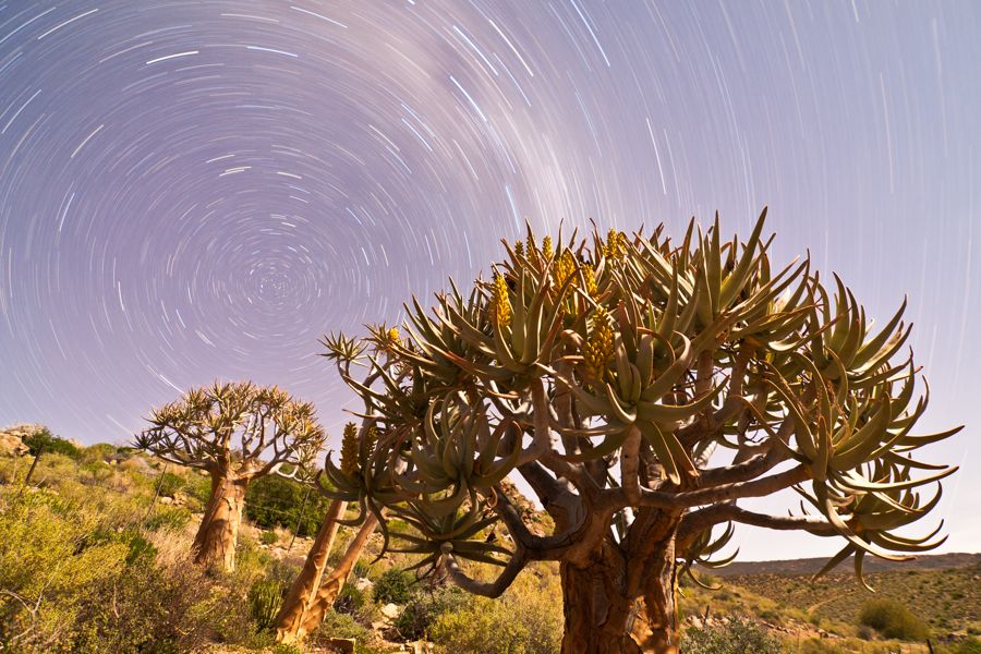 Quiver trees in moonlight