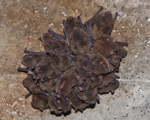 A clump of bats