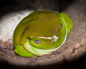 Tree frog on Magnetic Island