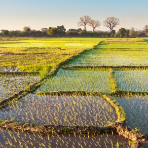 Rice paddies & Baobabs