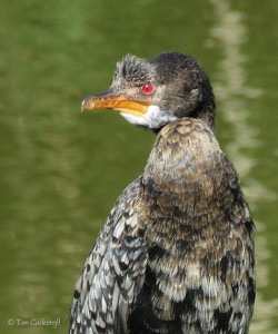 Reed Cormorant 