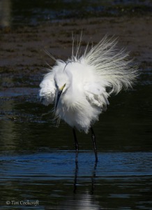 Little Egret all fluffed out