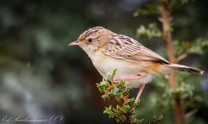 Zitting Cisticola