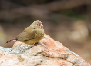 Male and female Red-billed Firefinch