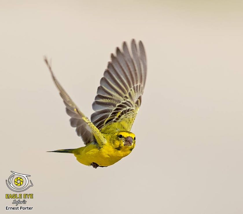 Yellow Canary in flight