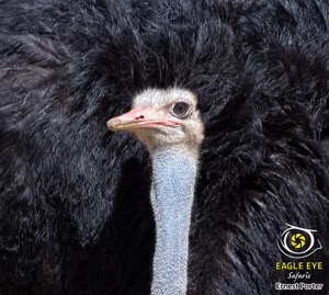 Kgalagadi Ostrich