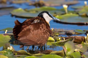 African Jacana with its 4 chicks