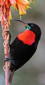 Scarlet-chested Sunbird at Londolozi