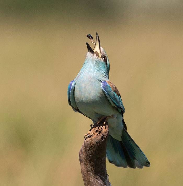 European Roller and Dung Beetle