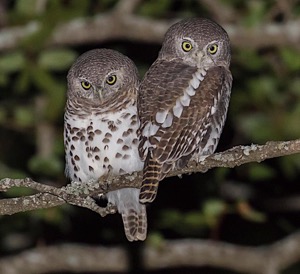 Barred Owlets