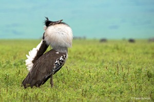 A male Kori Bustard 