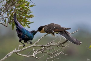 Burchell's Starling feeding GSC