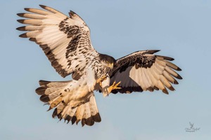African Hawk-Eagle 