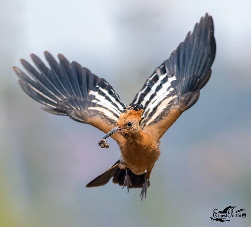 African Hoopoe in flight