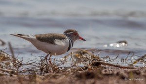 Three-banded Plover