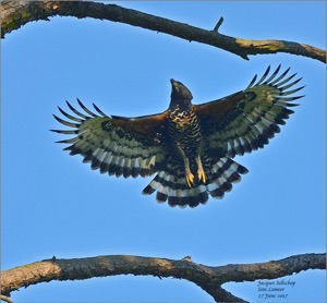 The San Lameer adult male Crowned Eagle