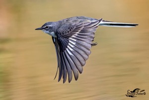 Cape Wagtail in flight