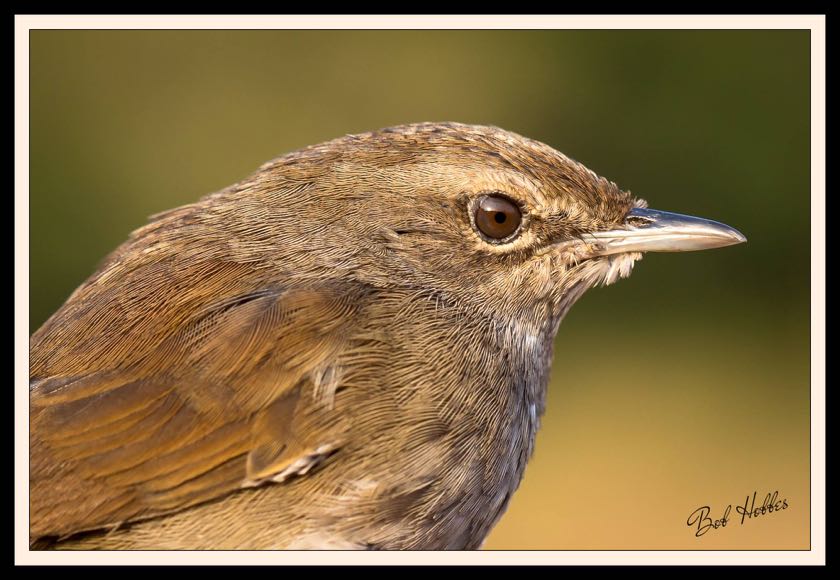 Knysna Warbler