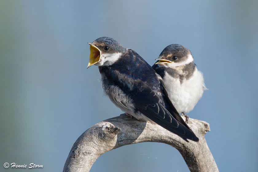 White-Throated Swallow chicks