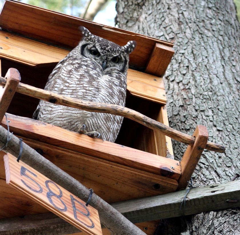 Spotted Eagle-Owl