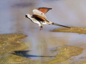 Namaqua Dove taking off