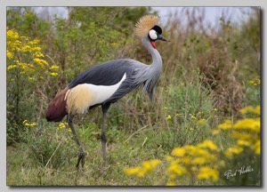 Southern Grey Crowned Crane