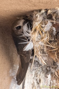 Little Swift nest building