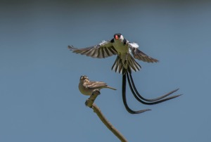 Pin-tailed Whydah mating