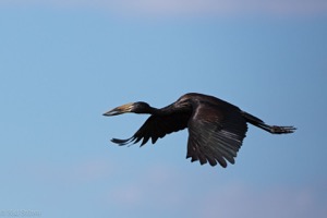 African Openbill in full flight