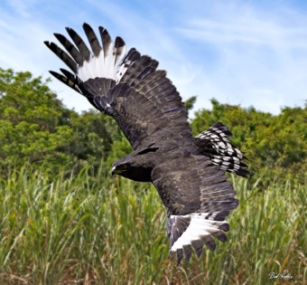 Long-crested Eagle