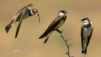 Banded Martins