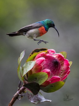 Greater Double-Collared Sunbird