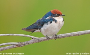 Wire-tailed Swallow