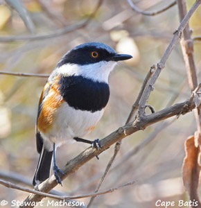 Cape Batis