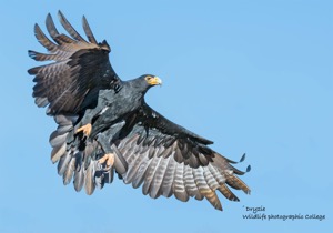 Verreaux's Eagle