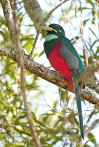 Narina Trogon