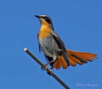 Cape Robin-Chat