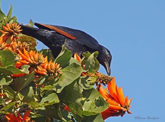 Red-winged Starling 