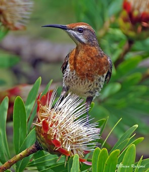 Gurney's Sugarbird