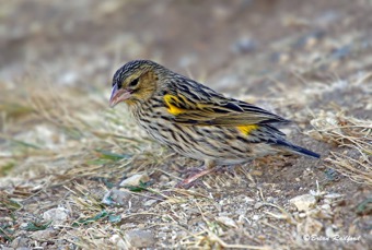 Yellow Bishop (non-breeding male)