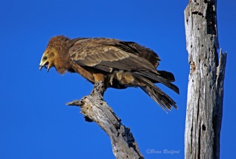 African Harrier Hawk