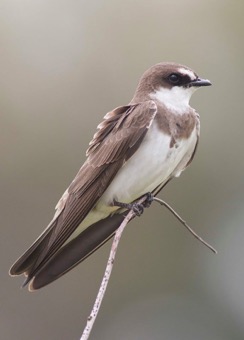 Banded Martin