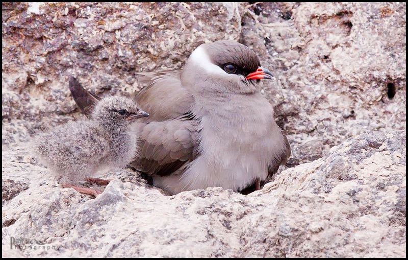 Rock Pratincole with chick
