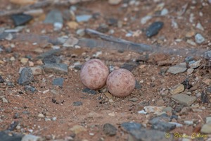 Eggs of Rufous-cheeked Nightjar