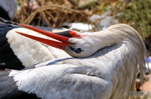 White Stork